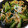 クック2Y94XX☆'s cooksnap of when they made 蓮根と小松菜のガーリック炒め.