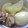 ～☆マーガレット☆～'s cooksnap of when they made 鶏と大根の煮物.
