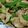 すてぃっく's cooksnap of when they made 豚バラとオクラ のにんにく炒め.