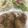 すーのぱー's cooksnap of when they made 梨の豚肉巻き.