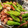 ♡YKitchen♡'s cooksnap of when they made 夏のおつまみ♫ししとうのペペロン炒め.