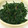 kcyrayhママ's cooksnap of when they made にらの梅おかか和え.