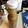 junsee's cooksnap of when they made 激うま自家製万能ごまだれドレッシング.