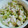 ゆいくん！'s cooksnap of when they made ☆時短簡単ささみときゅうりのワサビ和え☆.