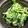 yoyoよーよー's cooksnap of when they made ほうれん草の胡麻あえ.