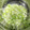 ♡くりーむ♡'s cooksnap of when they made 簡単に！長ネギのみじん切り方法.
