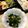 フジぽん's cooksnap of when they made ♪ケールとアボカドの炒めもの.