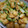 みじゅーくもーの's cooksnap of when they made 簡単 白菜のゴマ油炒め.
