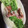メロンパンケーキ's cooksnap of when they made 節約おかず！エノキと豆苗のベーコン巻き♡.