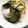 クックJBUGF4☆'s cooksnap of when they made ジブロップで簡単！白かぶと胡瓜の浅漬け.