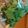 クックBNQ5PD☆'s cooksnap of when they made バジルの冷凍保存.