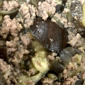 ai8888's cooksnap of when they made 簡単！大量消費♪茄子のそぼろあんかけ炒め.