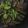 クックPW9C2T☆'s cooksnap of when they made から揚げアレンジ☆ししとう＆こんにゃく煮.