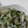 フミココ's cooksnap of when they made 簡単！キャベツときゅうりのゆかりあえ.
