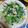 さきべえ's cooksnap of when they made 小松菜とキノコ炒.