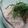 聖まま３'s cooksnap of when they made かにカマ大根さらだ.