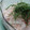 聖まま３'s cooksnap of when they made かにカマ大根さらだ.