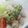 白坂こばめ's cooksnap of when they made 簡単　ゆで鶏のねぎ塩だれ.