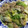 ＋SUN3's cooksnap of when they made 豚肉と白菜のバター炒め.