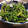 yurari0719's cooksnap of when they made ほうれんそうのごまあえ.