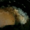 curisupin's cooksnap of when they made 超簡単！胃にやさしい〜卵雑炊〜.