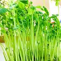 U☆kaoru's cooksnap of when they made 豆苗の育て方☆.