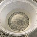 Makki203's cooksnap of when they made 簡単自家製、ガムシロップ！.
