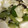 H♡S's cooksnap of when they made きゃべつと胡瓜の塩昆布 胡麻油和え.
