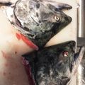 BunnyQ's cooksnap of when they made 安いマグロ漁師さん絶品簡単鮭頭ホイル焼き.