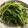 クックツバメ☆'s cooksnap of when they made 少ない材料で！あともう1品！豆苗おひたし.