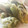 cocona's cooksnap of when they made 種とわたも美味しく　ピーマンの天ぷら.
