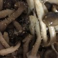 ma___111's cooksnap of when they made レンジで1分！しめじのナムル☆お弁当.