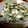 クック151PHF☆'s cooksnap of when they made オクラと春菊とミョウガのマヨ和えサラダ.