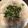 VAVArin's cooksnap of when they made ヘルシーしらす丼～柚子胡椒風味～.