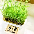 U☆kaoru's cooksnap of when they made 豆苗の育て方☆.