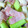 0honoka0's cooksnap of when they made 旨みがギュ～ッ☆長ネギとベーコンの酒蒸し.