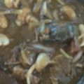 ma___111's cooksnap of when they made 体験して下さい♬さばみそ煮缶カレー★.