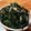 低カロ探検隊's cooksnap of when they made わかめの塩昆布和え.