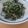 柊さくら's cooksnap of when they made 簡単一品！春菊とツナのマヨポン和え♪.