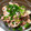 マロン*マロン's cooksnap of when they made 里芋とれんこんの明太子和え.