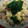 あゆたっくん's cooksnap of when they made お弁当にも♪簡単＊炊き込みちらし寿司.