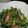 3mamakuma's cooksnap of when they made ★水菜のベーコンガーリック炒め★.