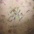 クックG4EHAD☆'s cooksnap of when they made 白菜とベーコンのとろ〜りみそミルクスープ.