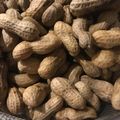 ちーぃちゃｎ's cooksnap of when they made 茹で落花生.