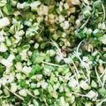 RIEKOIKE's cooksnap of when they made 卵かけご飯がご馳走に♪ シャキシャキ！.
