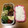 クロ８５'s cooksnap of when they made 小松菜とシラスのごま油和え.