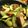 ae86_km's cooksnap of when they made 厚揚げと青梗菜の塩炒め.