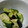 ヨシヨッシー's cooksnap of when they made なすときゅうりのごま油和え.