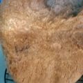 ちょびのはは's cooksnap of when they made ホームベーカリーで全粒粉パン.