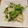 ogyu8786's cooksnap of when they made ＊豆苗と切り干し大根のやみつき漬け＊.